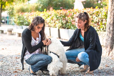 préstame tu perrito|prestatarios voluntarios de perros.